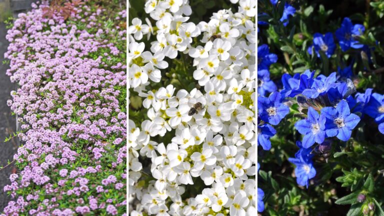 creeping phlox, evergreen candytuft and lithodora
