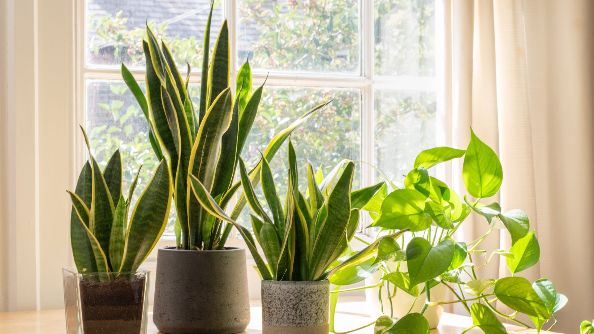 29 Houseplants That Eliminate Odors And Freshen Up Your Home