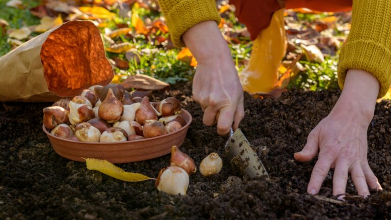 Woman planting tulip bulbs in a flower bed during a beautiful sunny autumn afternoon. Growing tulips.