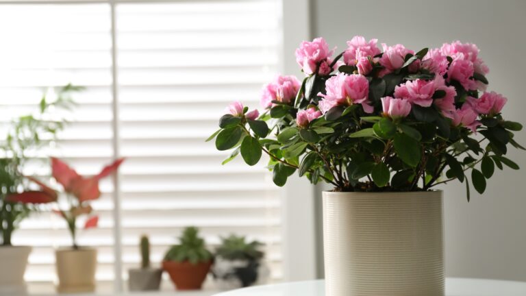 Beautiful Azalea flower in plant pot on white table indoors, space for text. House decor