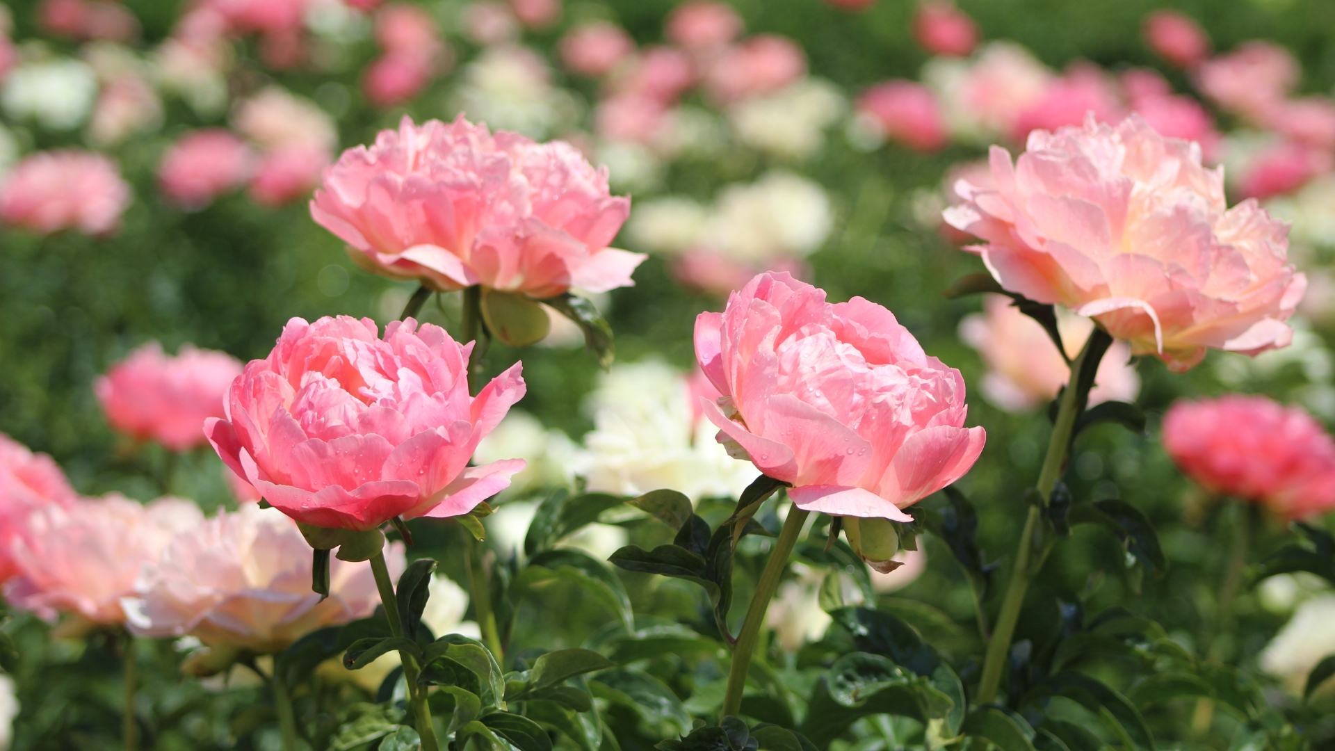 Pink Peony in a Field