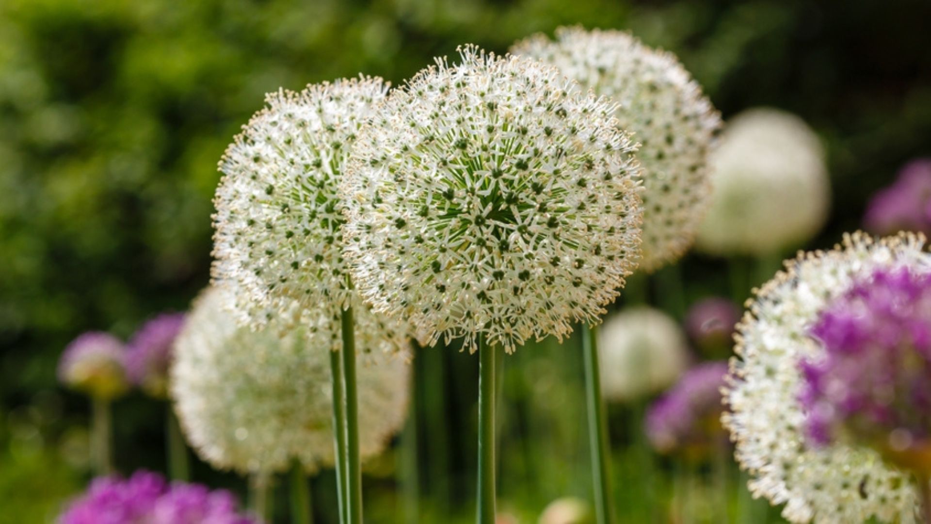 white alliums