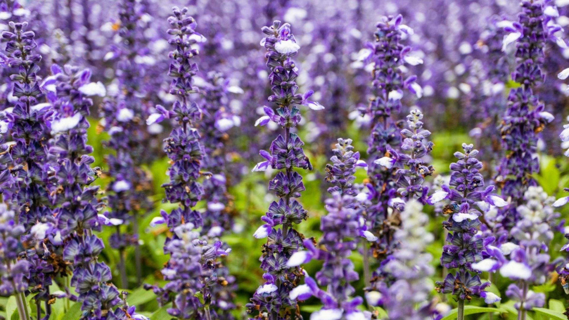 ajuga flowers