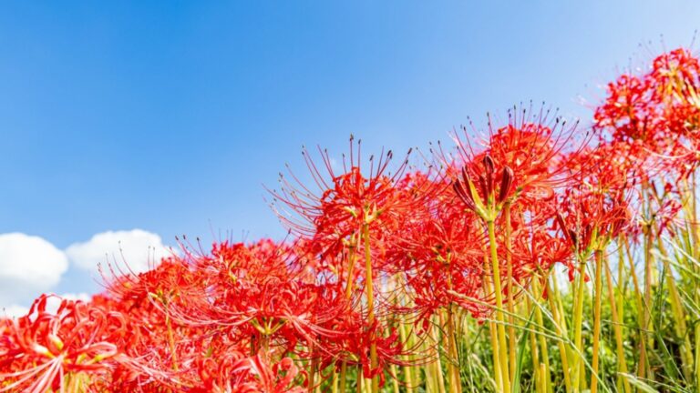 red spider lilly flowers
