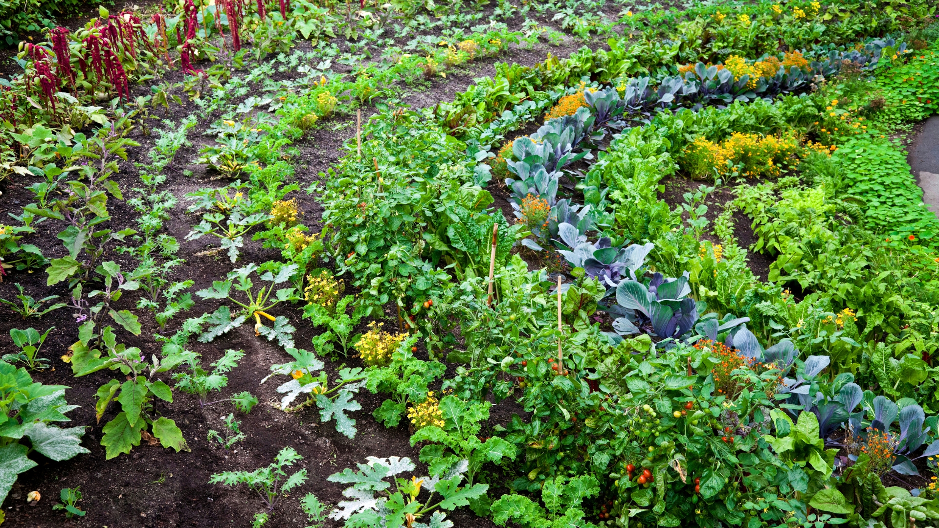 29 Simple Vegetable Garden Ideas And Tips For Boosting Your Harvest