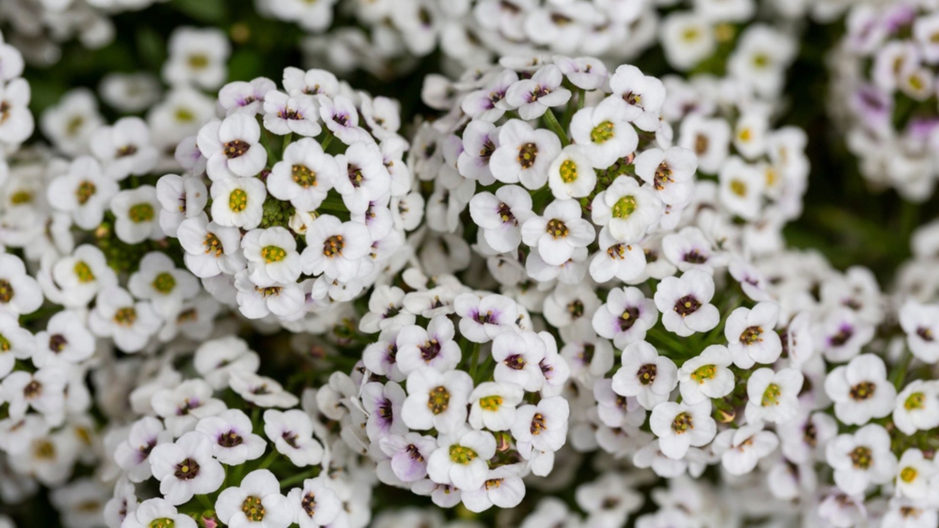 sweet alyssum flowers