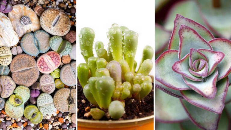 29 Small Succulents That Never Outgrow Their Cute Size
