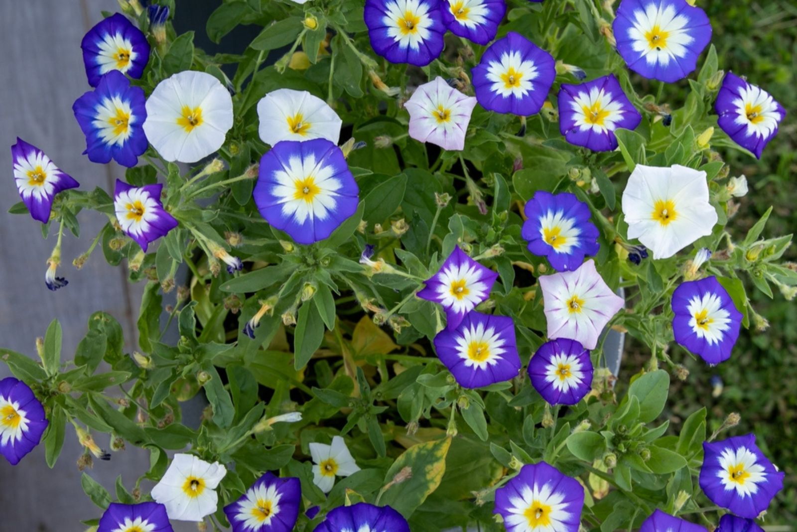 29 Stunning Flowers You’ll Immediately Regret Growing In Your Yard & Garden