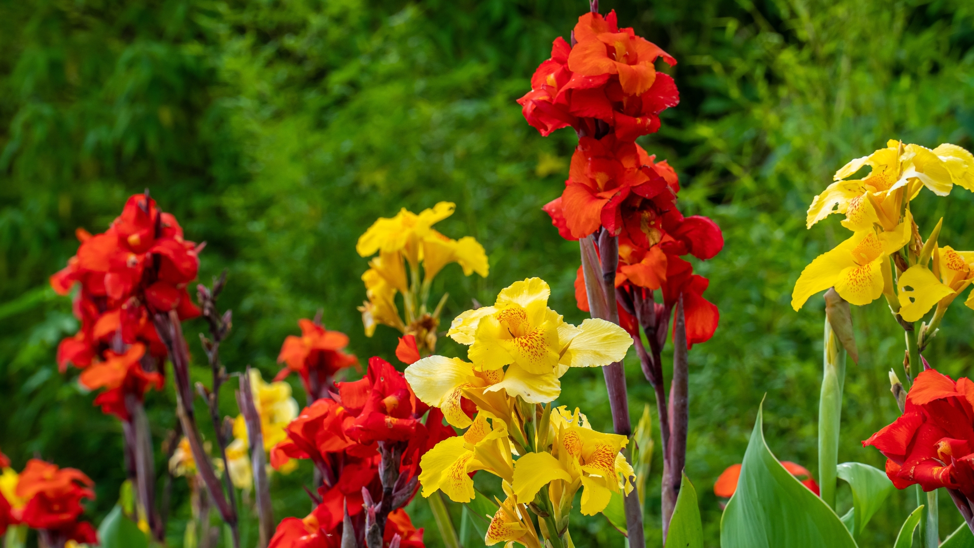 Yellow flower with red spots called Canna Yellow King Humbert and red flower called Red Velvet cannas lily growing in the garden.