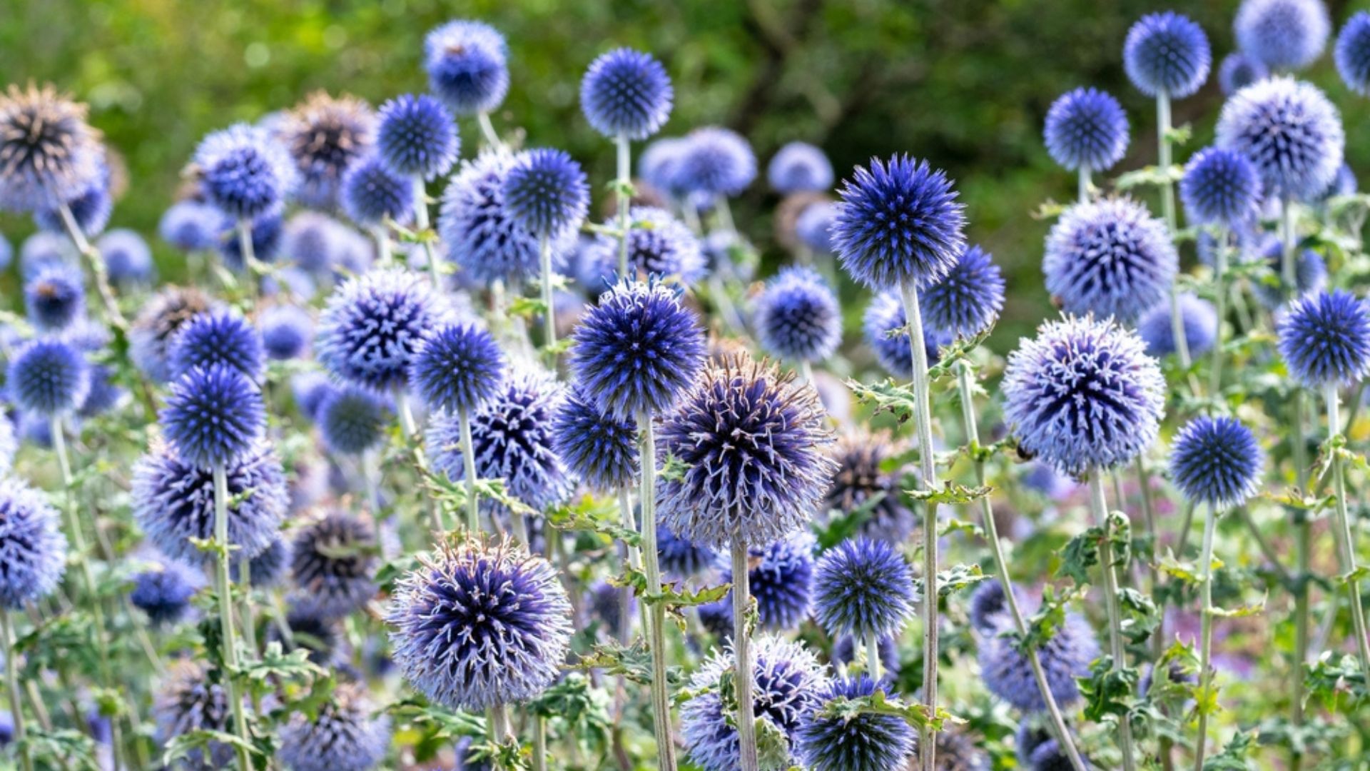 29 Underused Perennials You’ve Been Overlooking For Your Garden