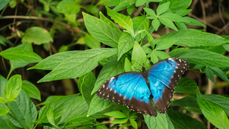 Blue Morpho, Morpho peleides, big butterfly sitting on green leaves, beautiful insect in the nature habitat, wildlife from Amazon in Peru, South America.