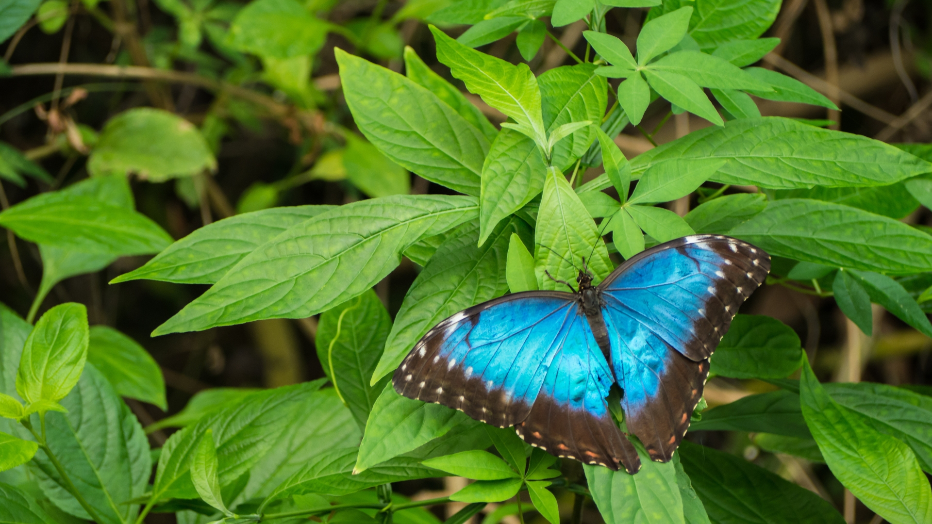 29 Unique Butterflies To Invite Into Your Garden For A Burst Of Color