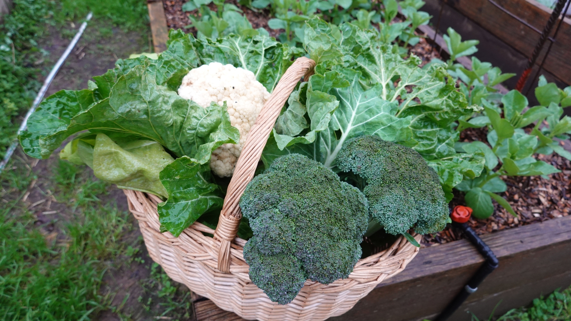 autumn harvest in the garden, harvest cauliflower broccoli, chard, harvest kale