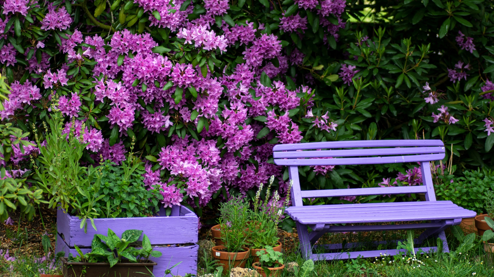 Pink empty wooden bench with pink purple flowers of a Rhododendron shrub (Rhododendron roseum elegans) in the background.