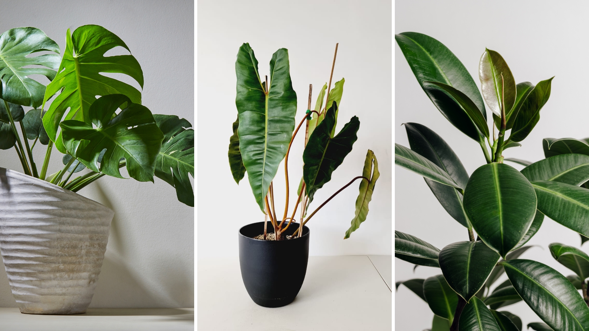 30 Common Houseplants That Actually Don’t Belong in the Home