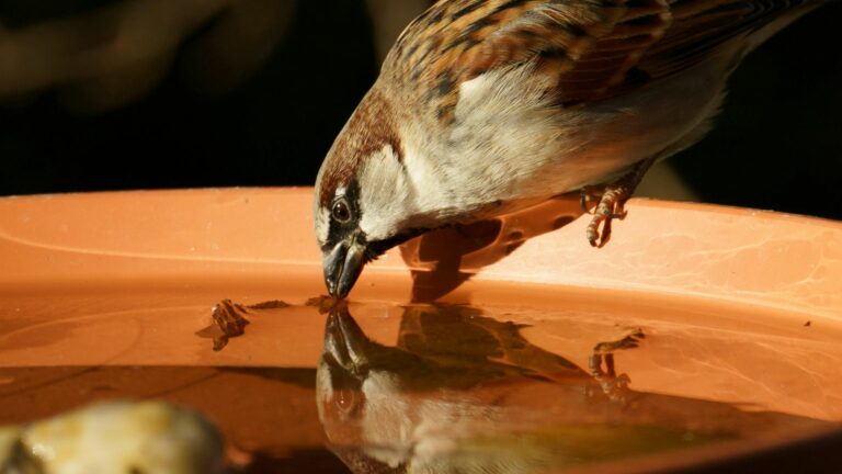 Sparrow Drinking Water from a Bird Bath