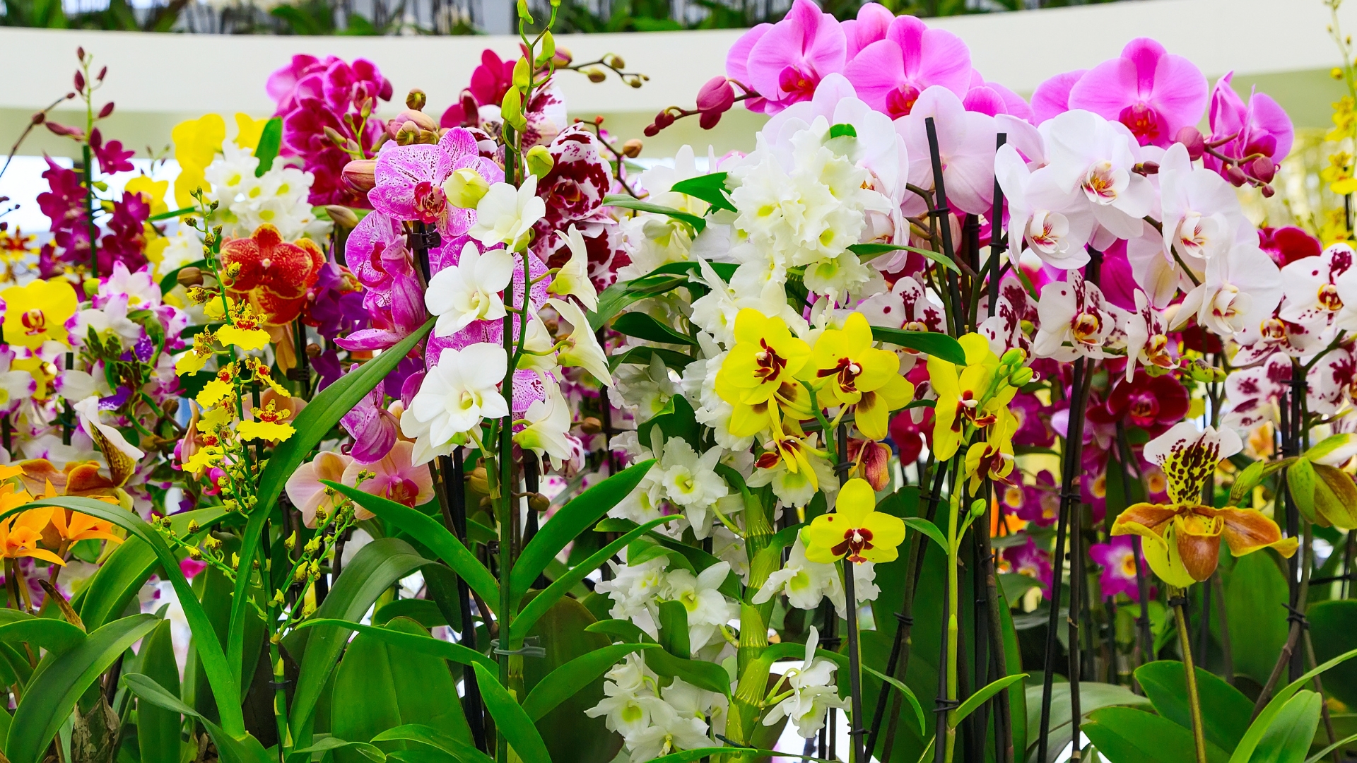 30 Different Types of Gorgeous Orchids for Your Home or Garden