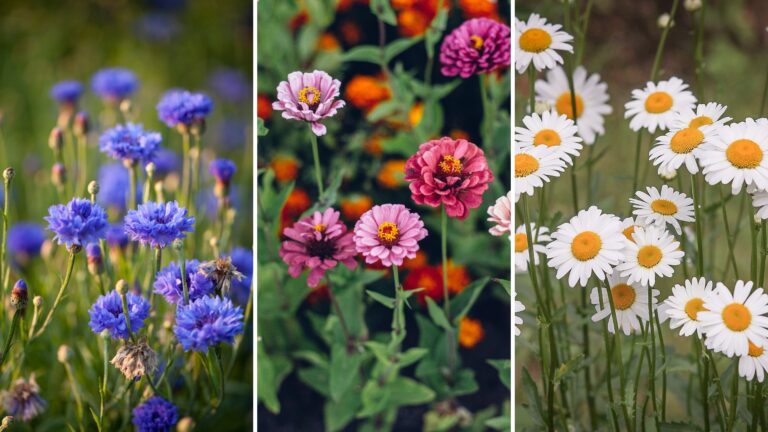 cornflower, zinnia and daisy flower display