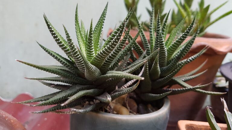 32 Low-Maintenance Succulents That Are (Almost) Impossible To Kill