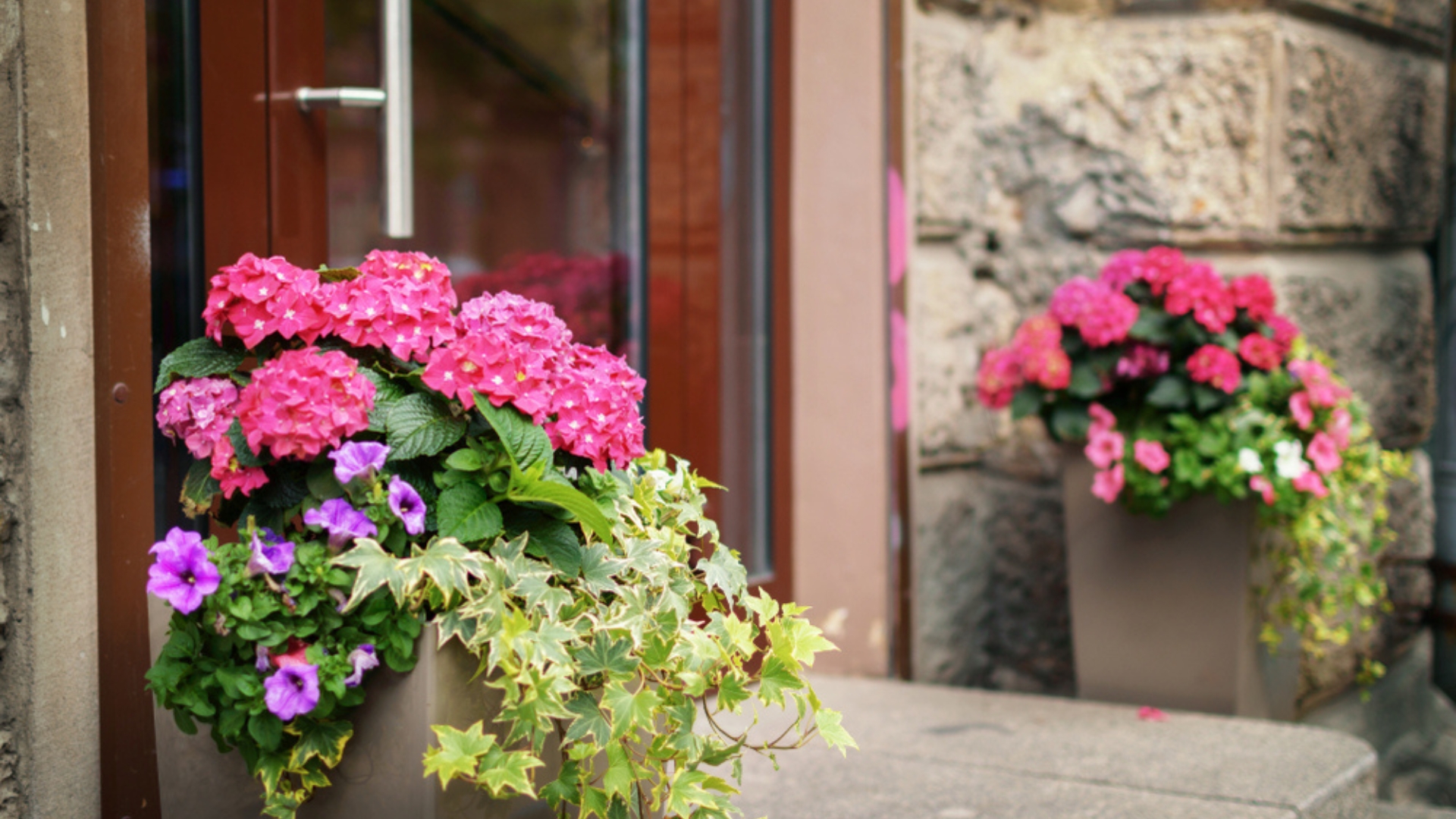 potted plant on a patio