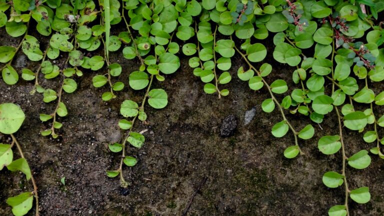 Golden Creeping Jenny, Creeping Jenny ground cover plant.