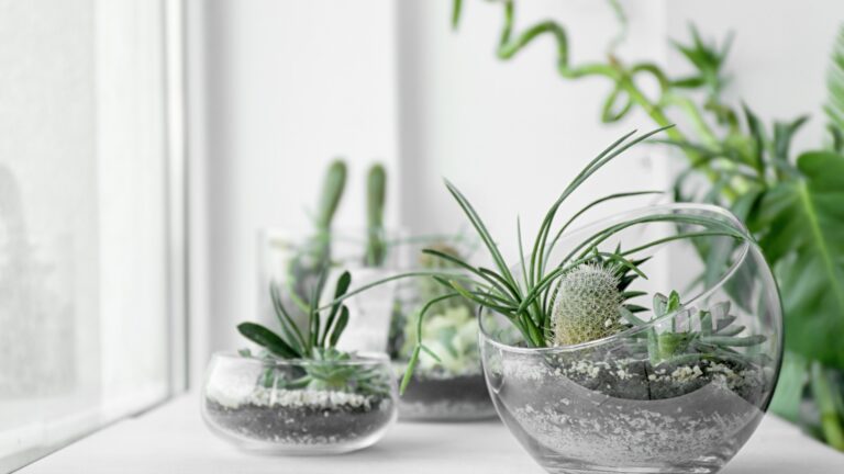 indoor plants on a windowsill, including succulents, flowering plants, and greenery, creating a charming and natural ambiance in the space