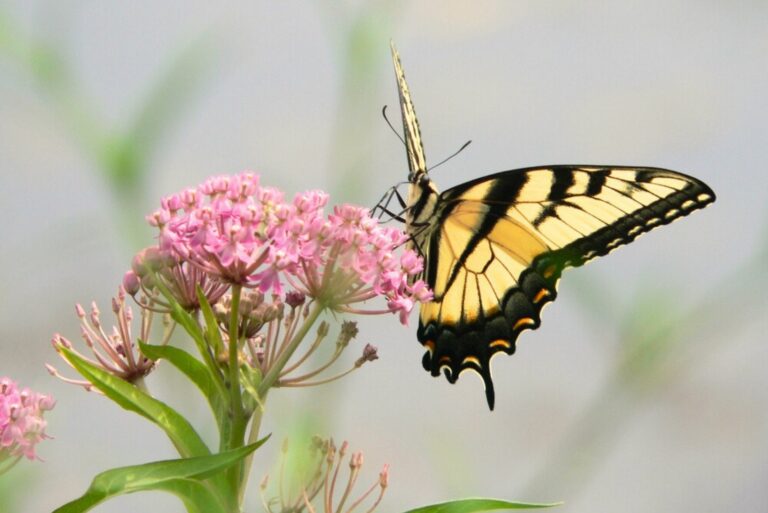 butterfly on milkweed flower