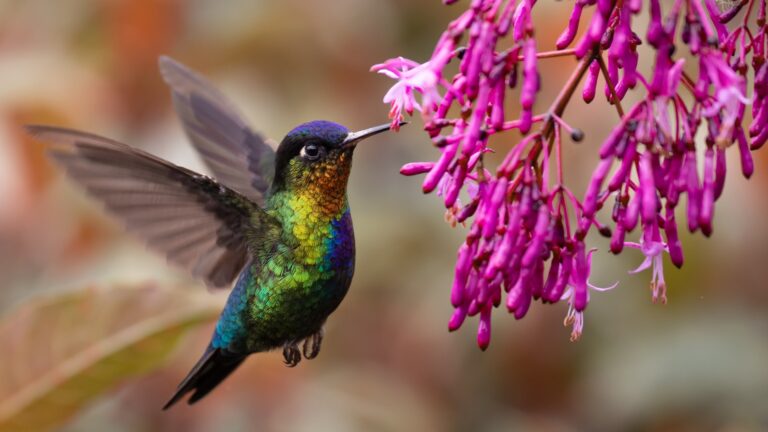 34 Plants That Hummingbirds Love The Most