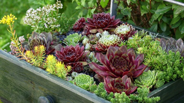 succulent garden bed