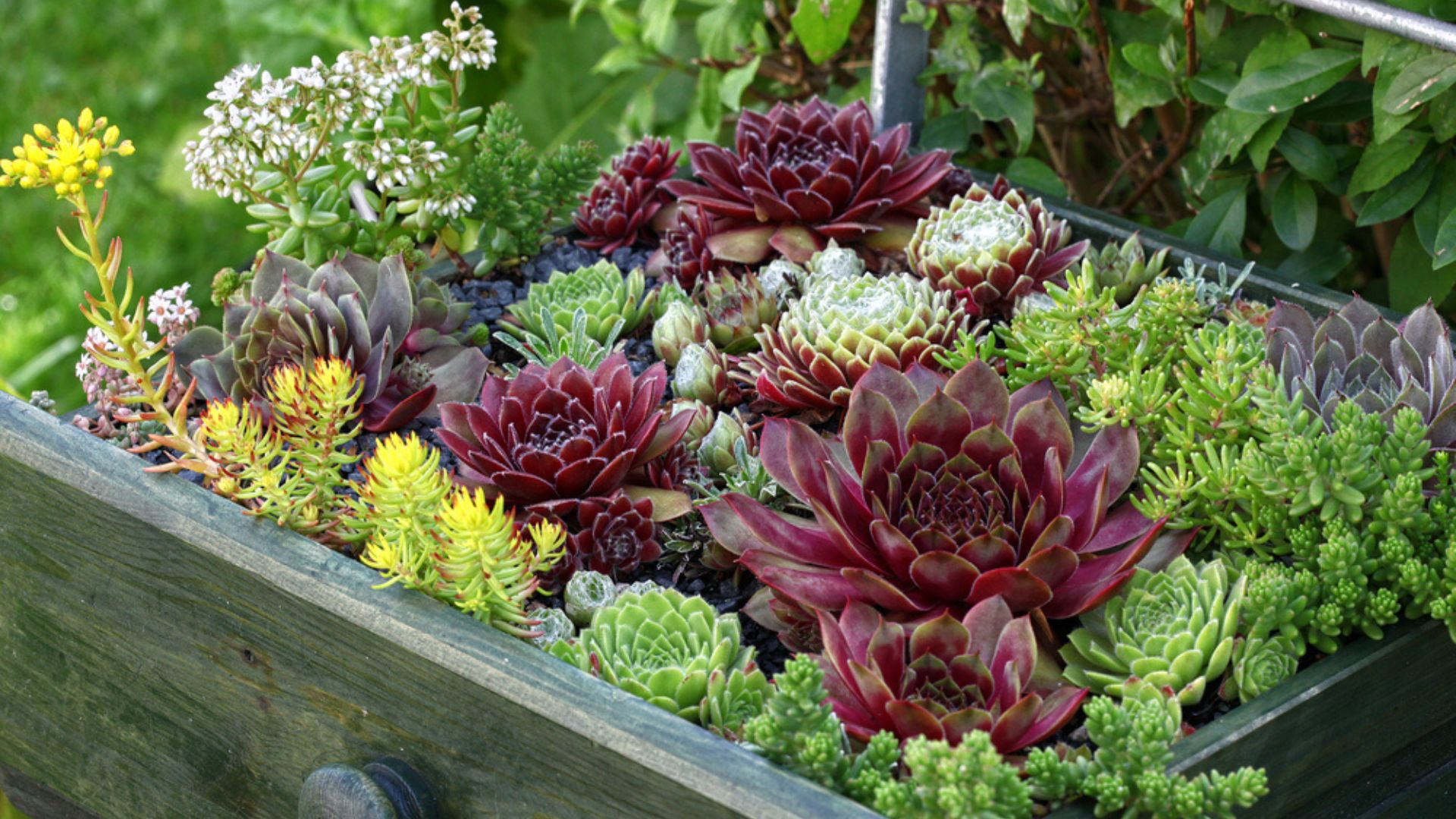 30 Succulent Garden Ideas That Will Add Sculptural Dimension To Your Landscape