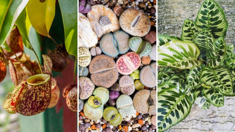 32 Unique Looking Houseplants That Could Be Statement Pieces In Your Home