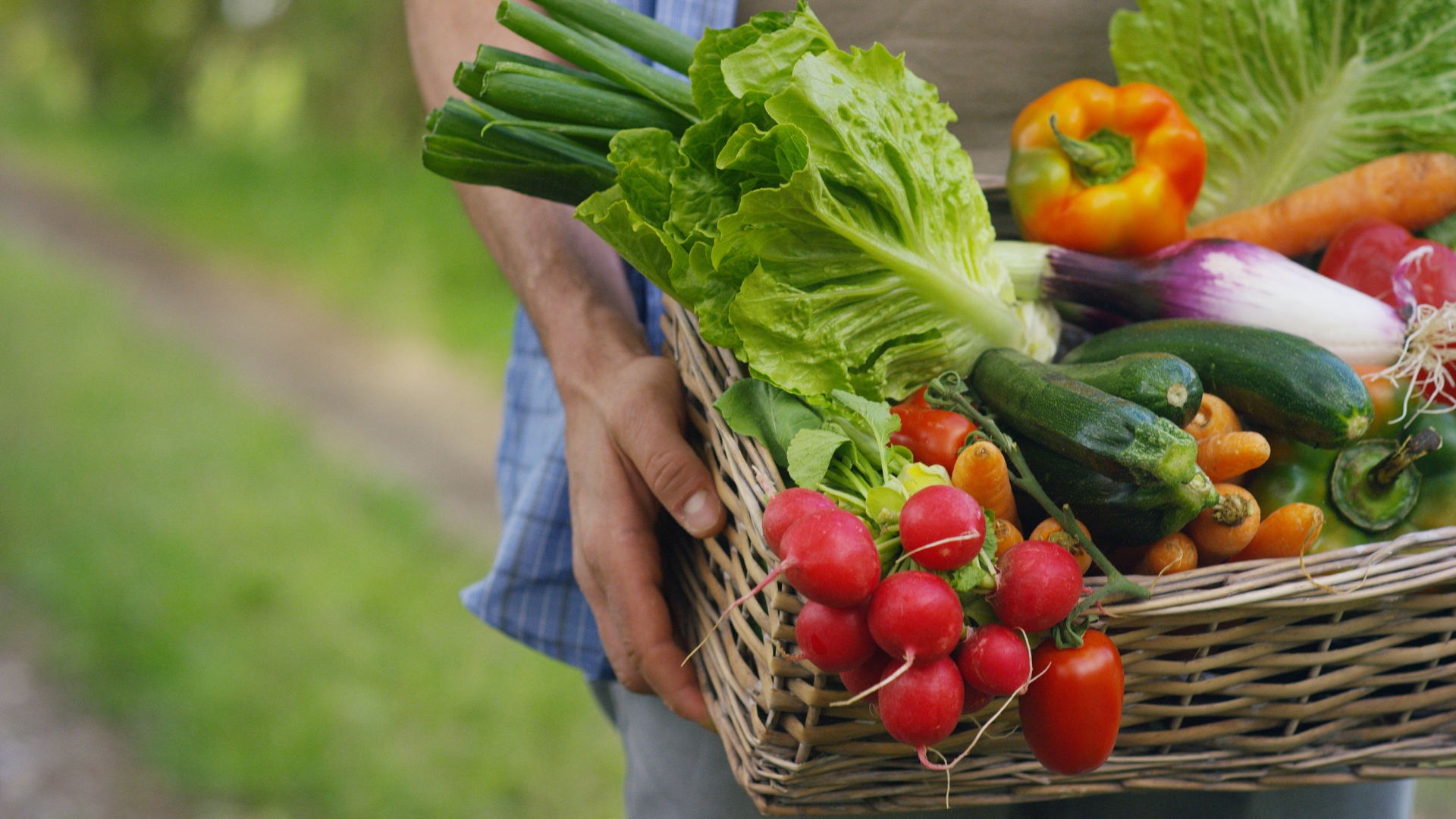 Basket with vegetables (cabbage, carrots, cucumbers, radish and peppers) in the hands of a farmer background of nature Concept of biological, bio products, bio ecology, grown by yourself, vegetarians.