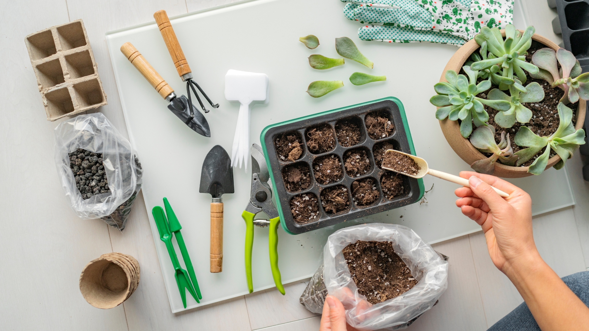 woman preparing everything for houseplant propagation