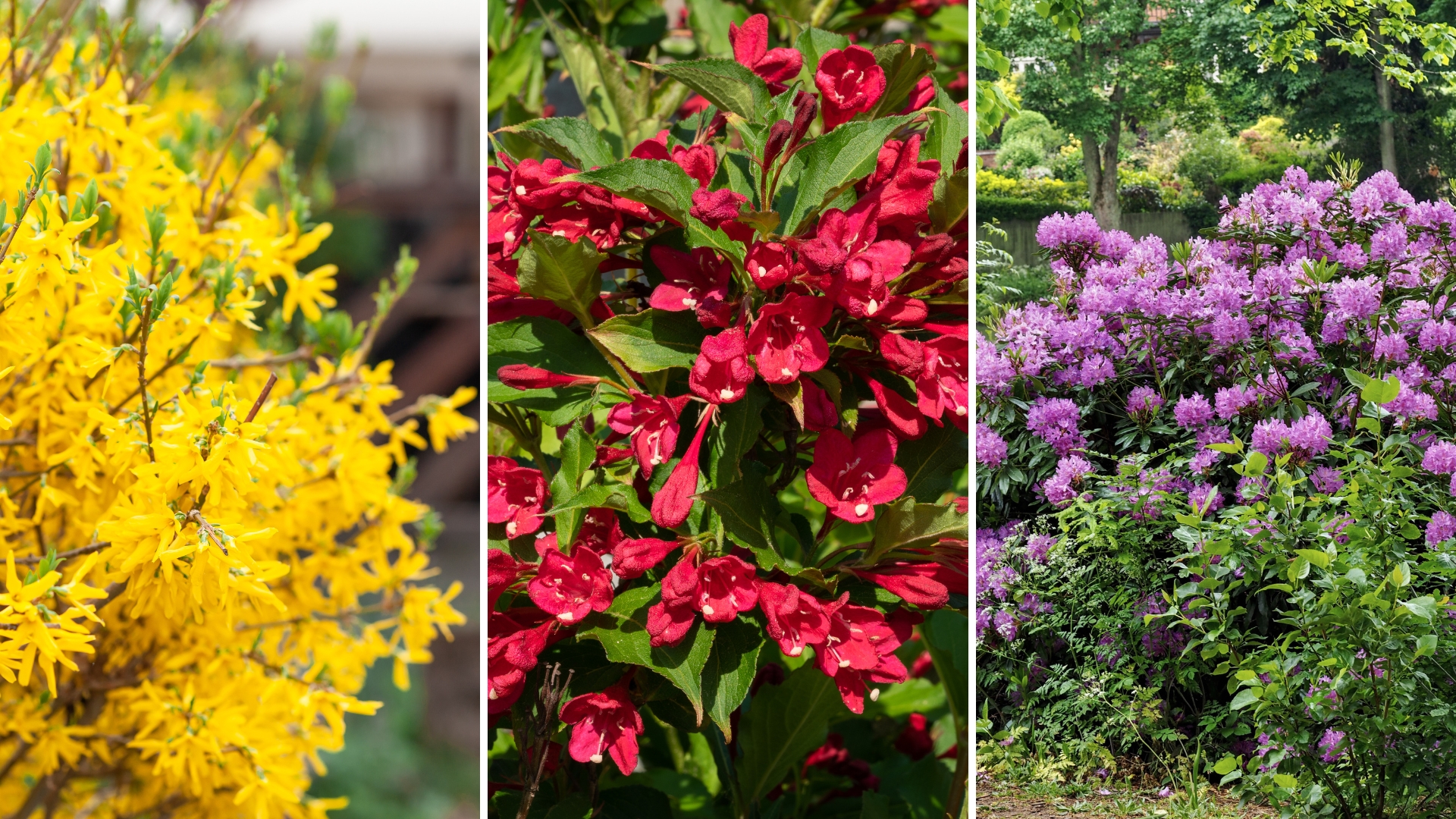 31 Best Shrubs To Plant In Front Of Your House