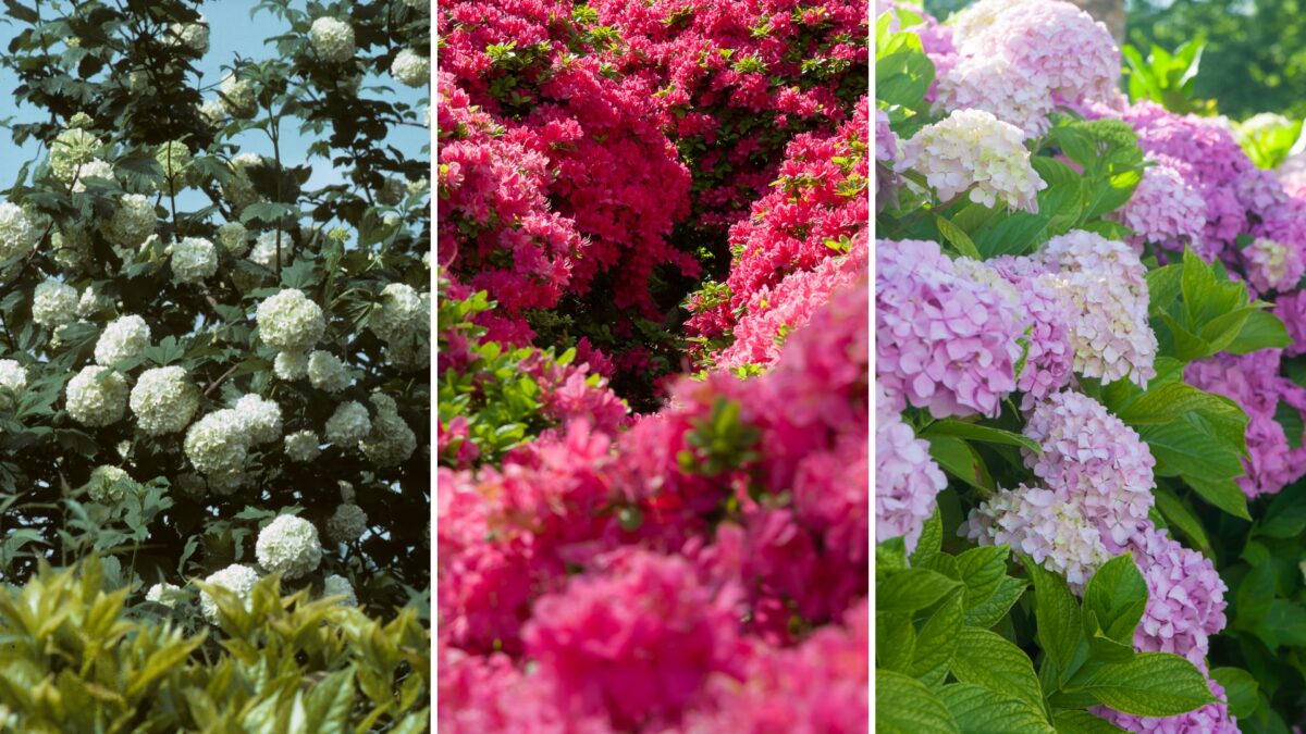 33 Low-Maintenance Flowering Bushes That Won’t Require Constant Attention