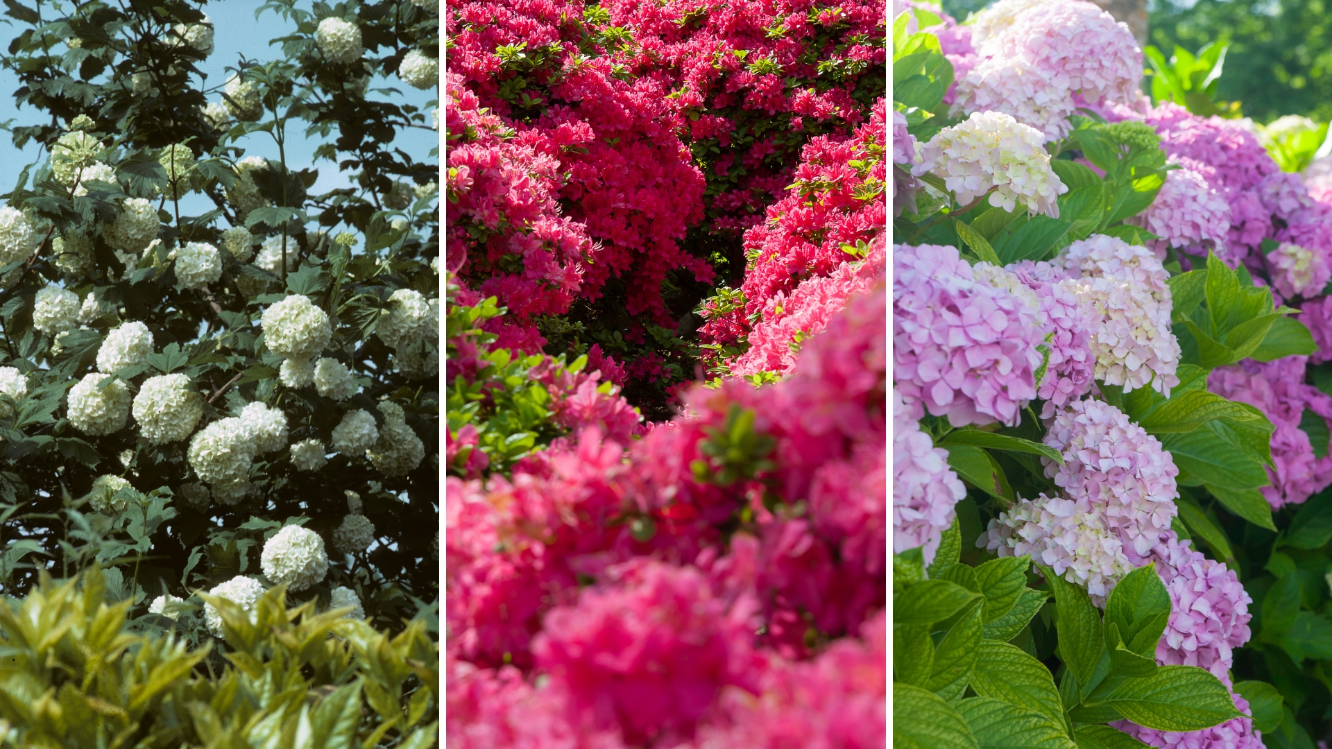 31 Low-Maintenance Flowering Bushes That Won’t Require Constant Attention