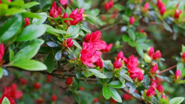 beautiful red azaleas