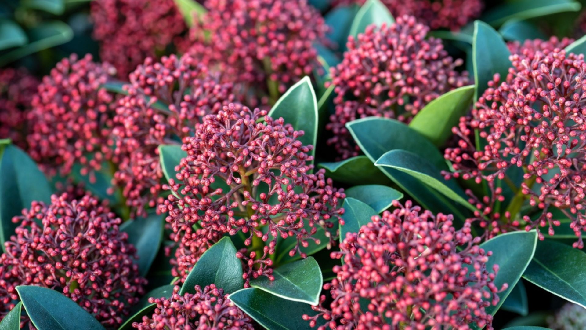 skimmia plant