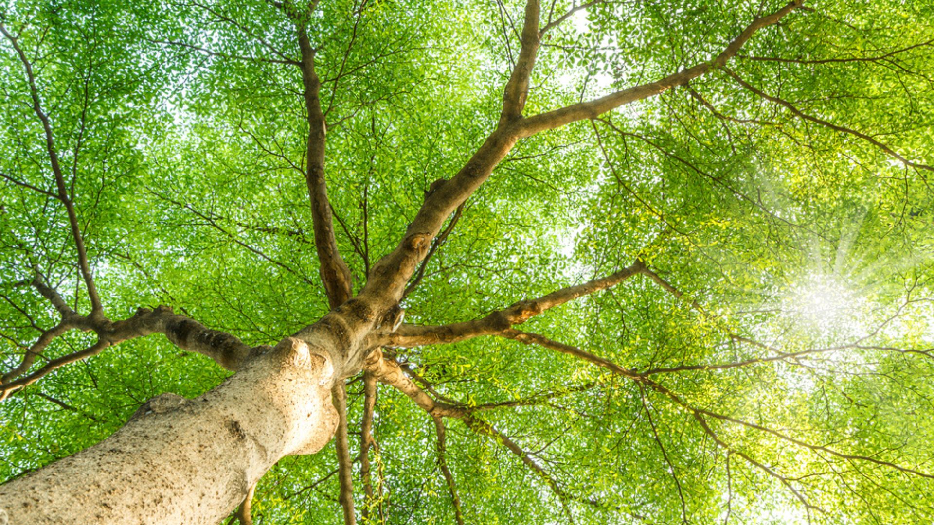 big walnut tree