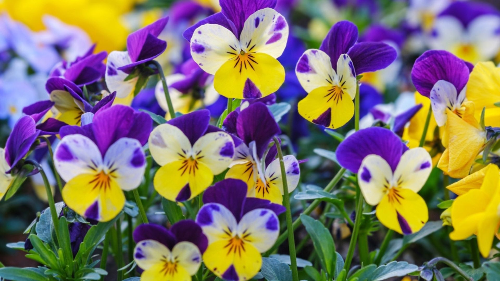 viola flowers