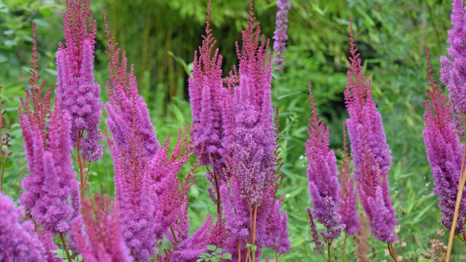 purple astillbe flowers