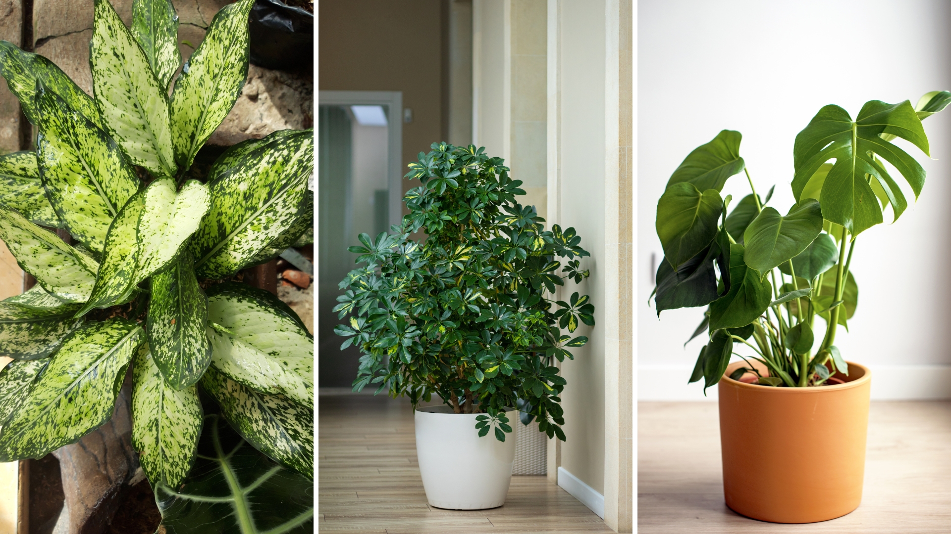 32 Indoor Plants We Love To Bring Freshness And Life Into Your Home