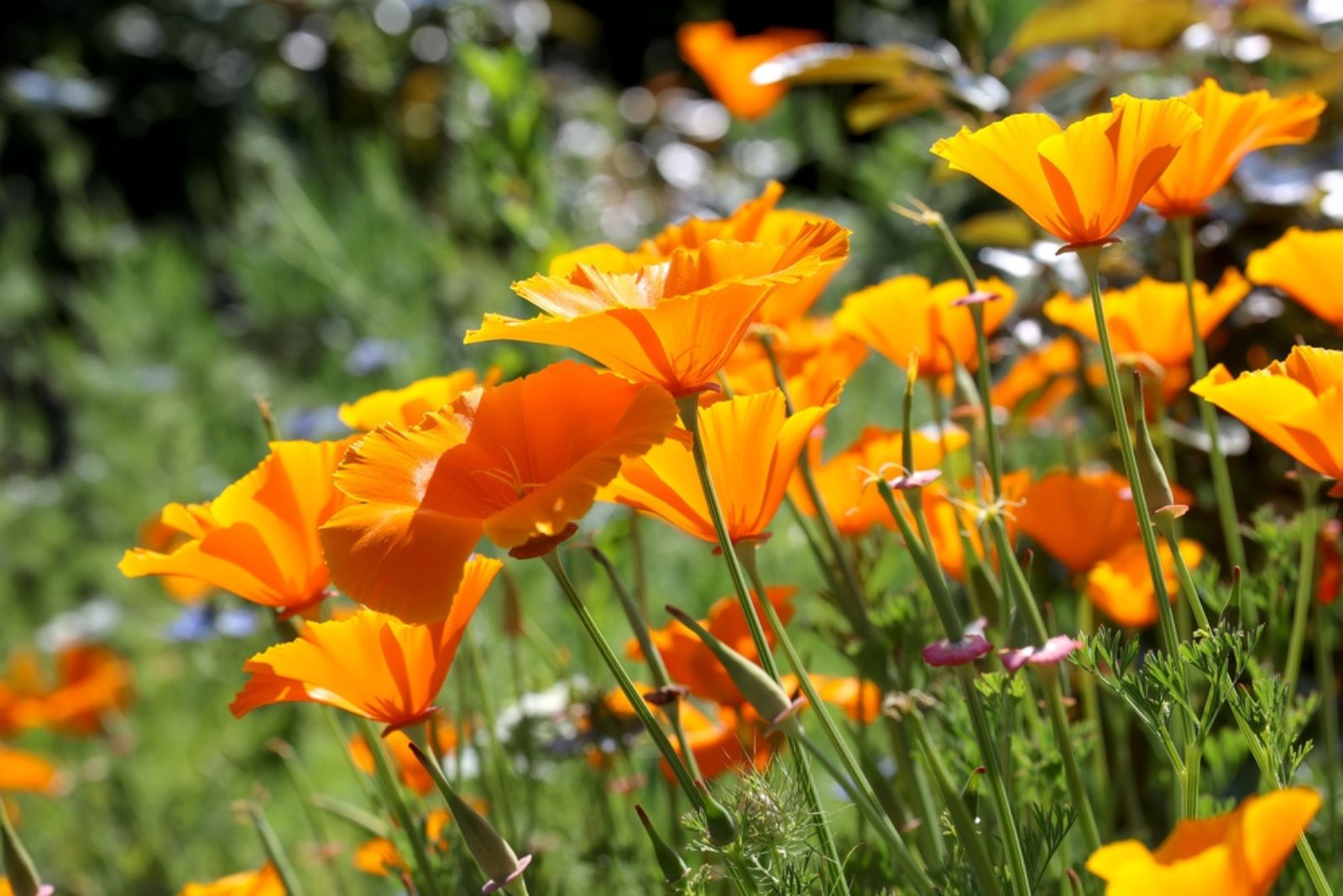 california poppy flowers