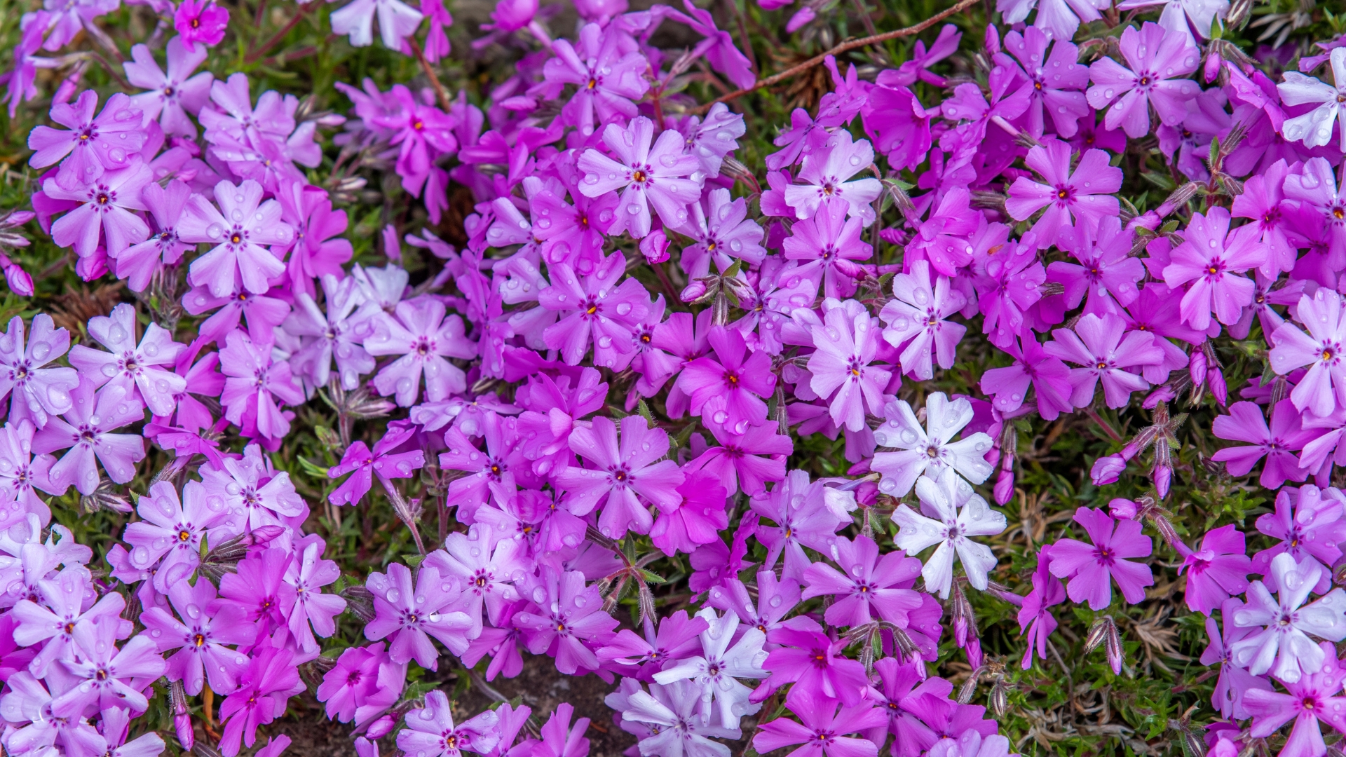 32 Perennial Ground Covers You’ll Love – Say Goodbye to Replanting