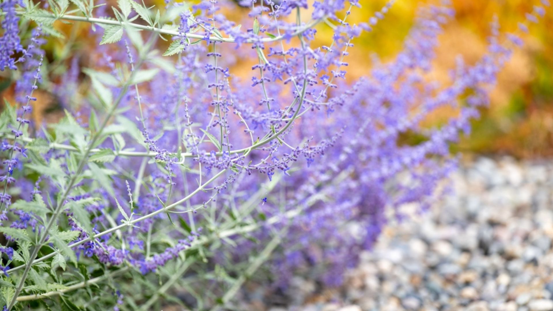 sage in garden