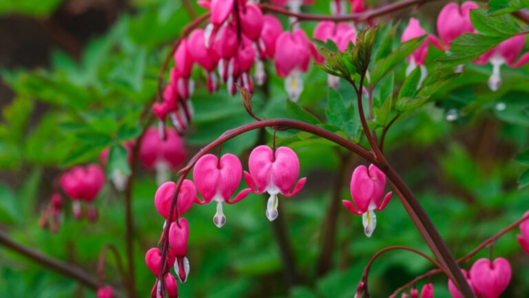 bleeding heart plant