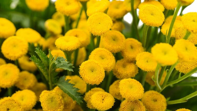 tansy flowers