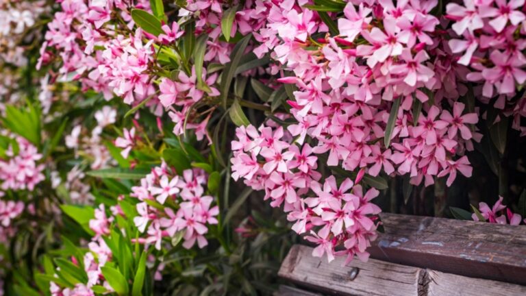oleander flowers