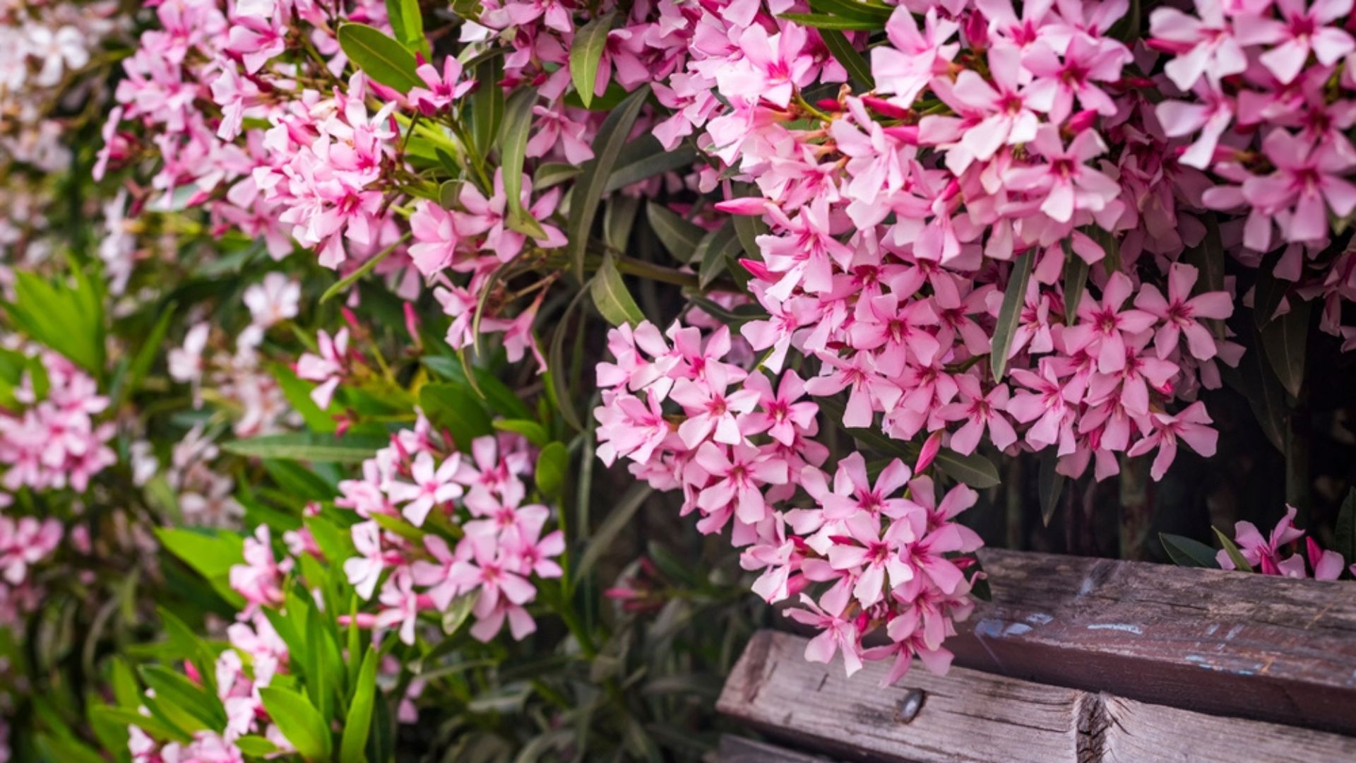 32 The Best Screening Plants To Create A Lush Backyard Oasis