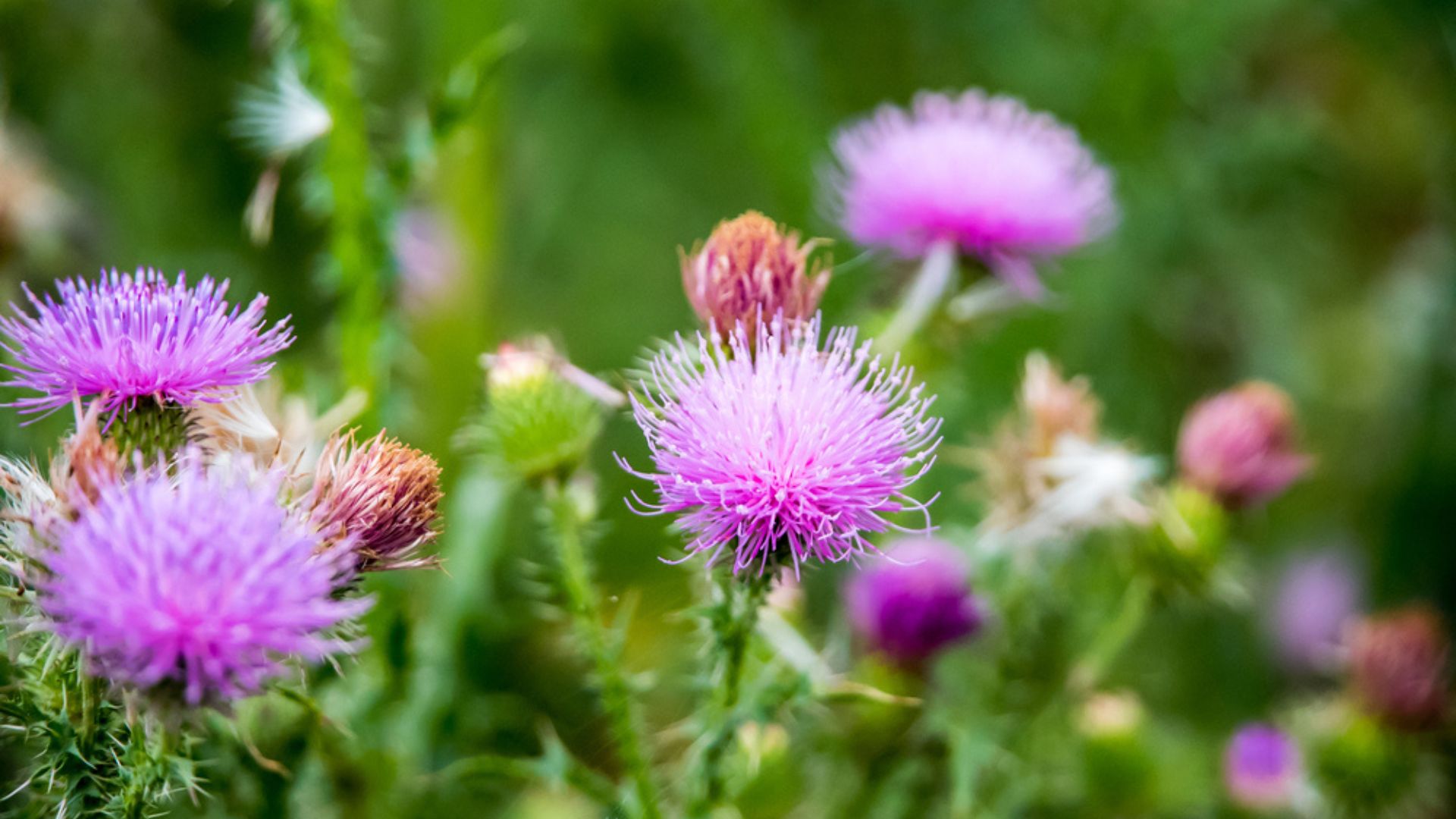 33 Amazing Thistle Plants And How To Tell Them Apart